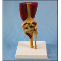 Human Knee Joint Model with Muscles and Ligaments for Medical Teaching